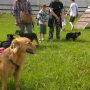 enpa 5 giugno 2016 canili aperti 21