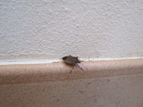 cimice
