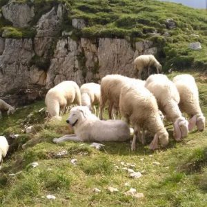 lupi - cani da guardiana al carega