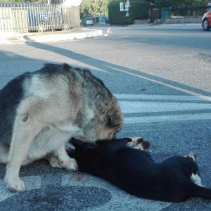 cane veglia amico morto.2