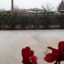 neve schio