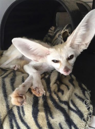 Fennec1