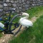 20180429 LAGHI cigno arturo attacca i ciclisti 2