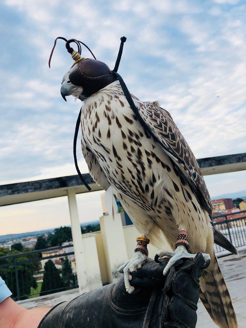 Thiene. Debutta il falco 'scaccia-piccione'. Non li uccide