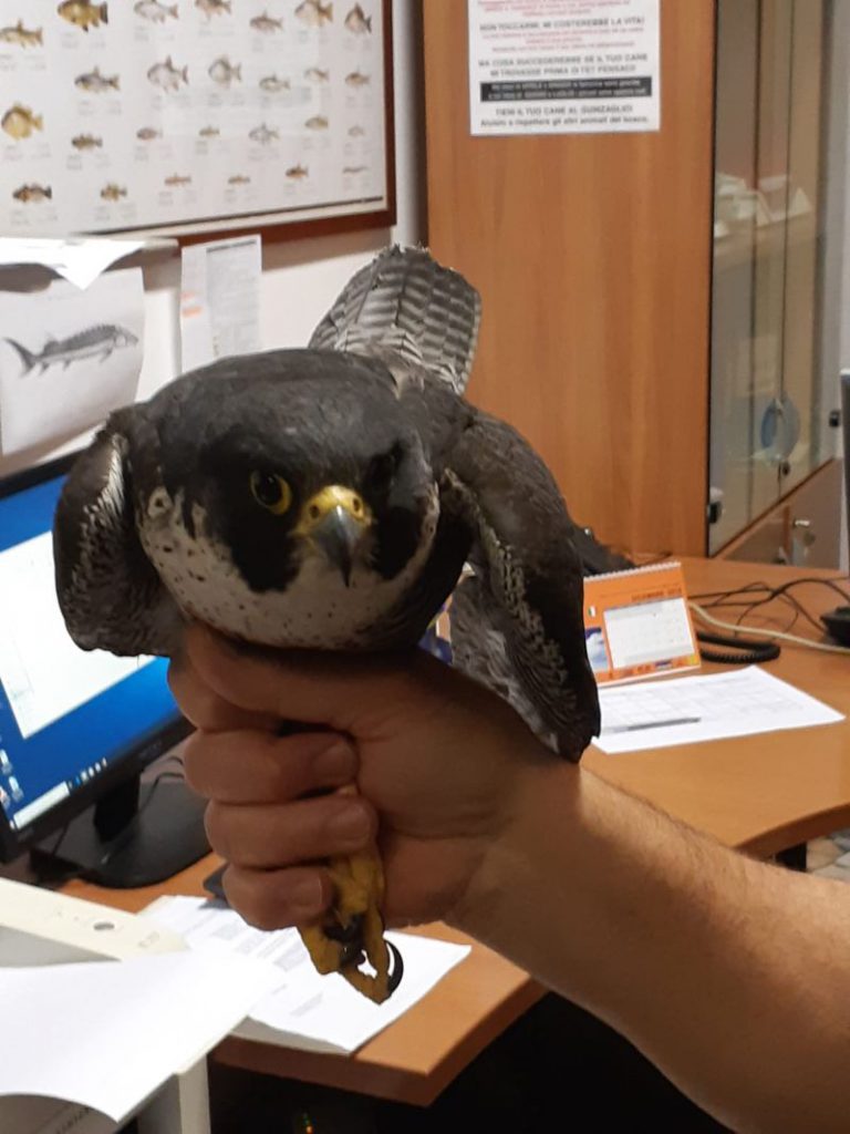 Sarcedo Falco Pellegrino Ferito Salvato Andrà In