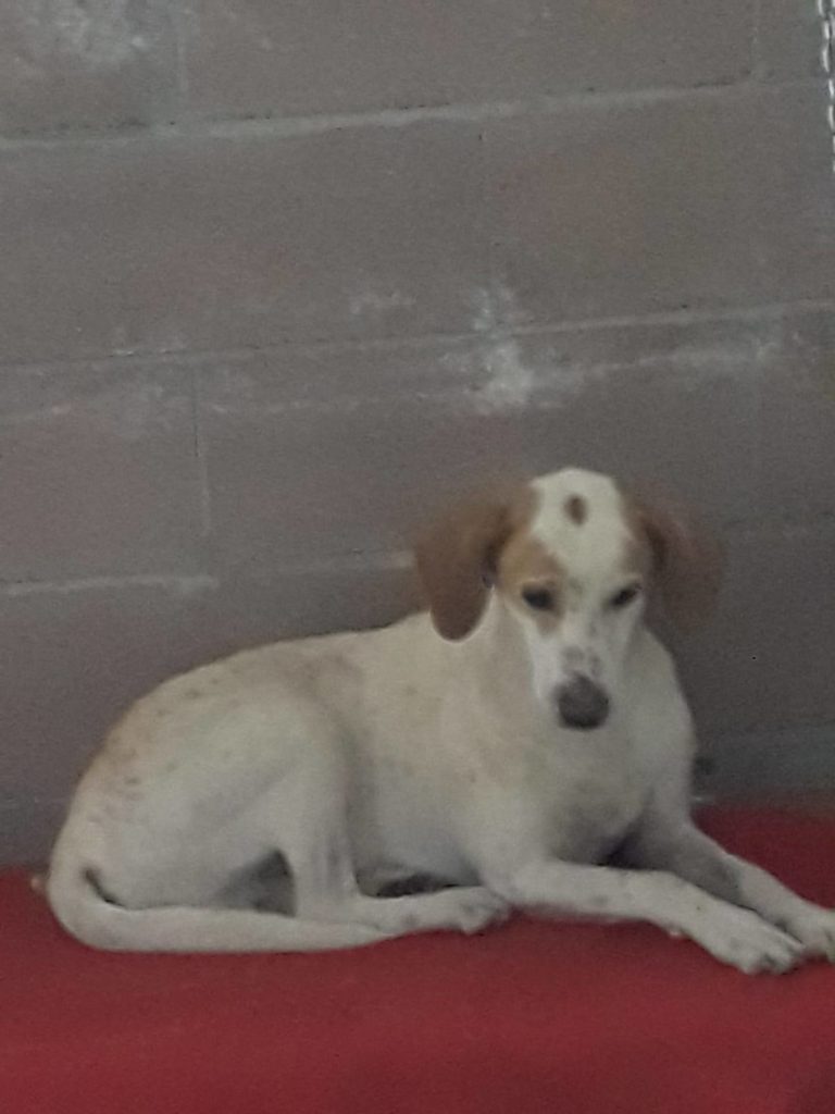 Arsiero Trovato Morto In Casa Col Cane Che Lo Vegliava Appello Per L Adozione Altovicentinonline