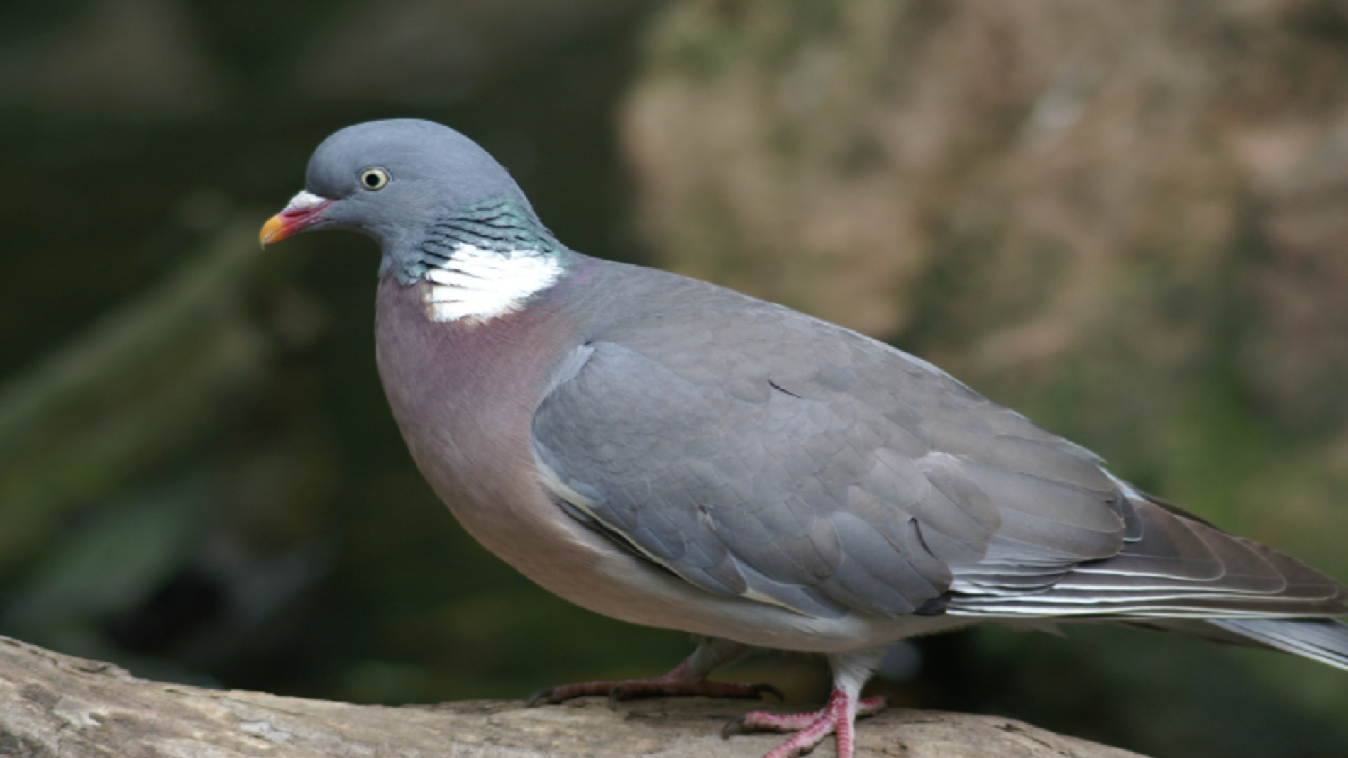 Птица горлица серая. Лесной голубь вяхирь. Голубеобразные вяхирь. На что похож голубь. Голубеобразные вяхирь.