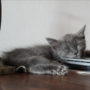 gatto1