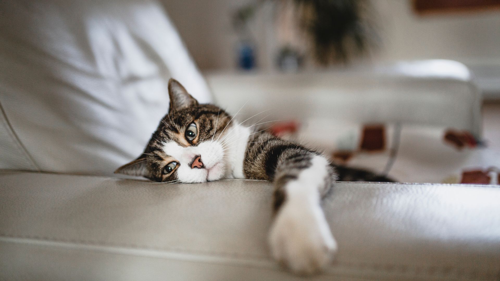 Ένας καναπές πουλήθηκε στον Καναδά…γεμισμένος με μια γάτα.  Δεν είναι φάρσα