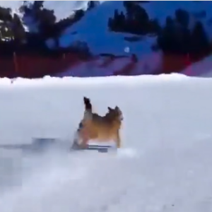 Sciatore insegue lupo e lo fa schiantare contro le reti protettive. Il video e la denuncia di Enpa - AltoVicentinOnline