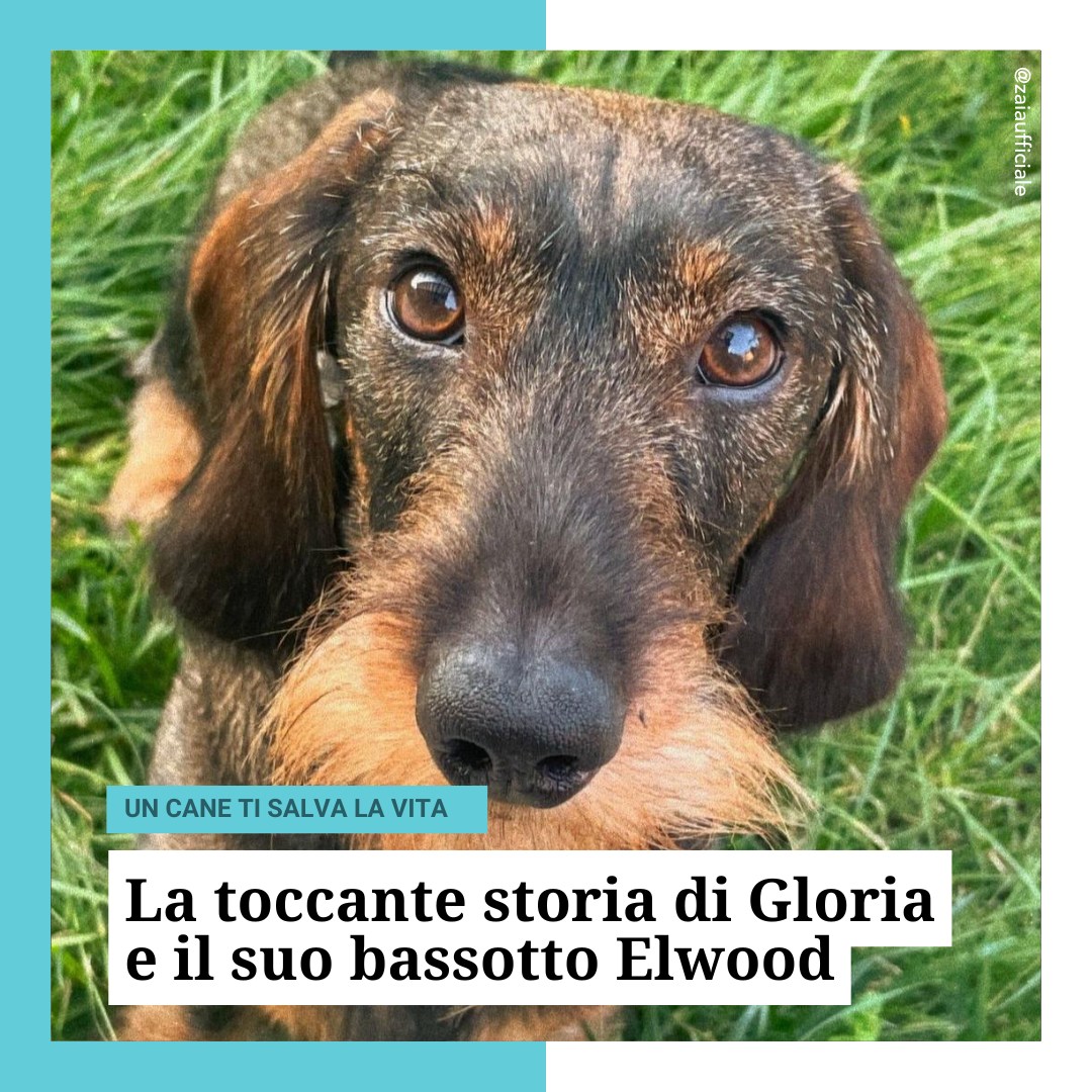 "Quando un cane ti salva la vita". La storia di Gloria e del suo Elwood ...