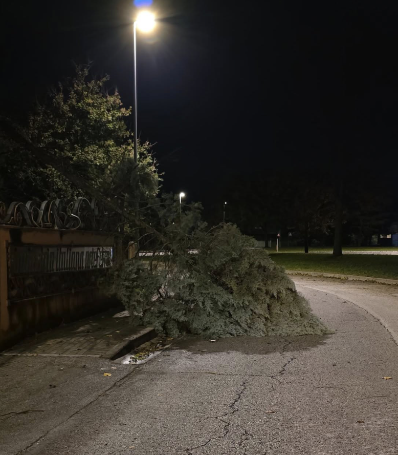 l'albero caduto in strada a Malo